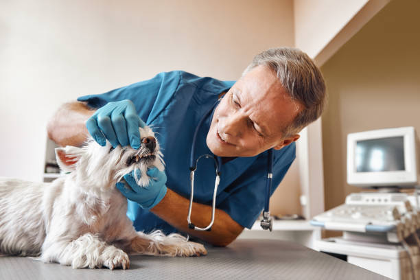 Best Cosmetic Emergency Dentistry in Enochville, NC